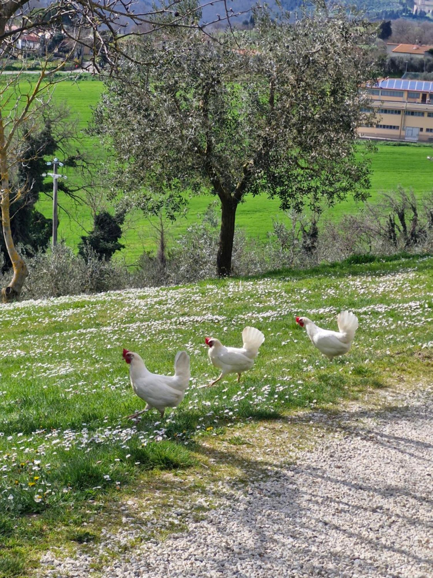 Agriturismo Val Della Pieve Anghiari Buitenkant foto